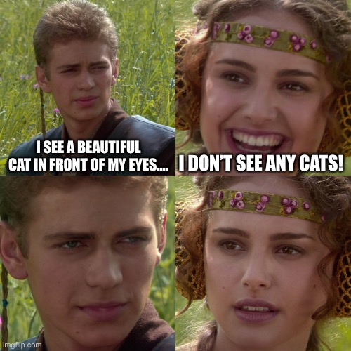 Beautiful cat | I SEE A BEAUTIFUL CAT IN FRONT OF MY EYES.... I DON’T SEE ANY CATS! | image tagged in anakin padme 4 panel,beautiful,cat,cats,see,eyes | made w/ Imgflip meme maker