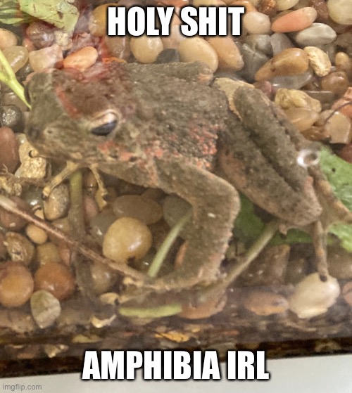HOLY SHIT; AMPHIBIA IRL | made w/ Imgflip meme maker