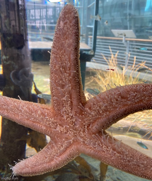 if you ever wondered, this is the underside of a starfish | made w/ Imgflip meme maker