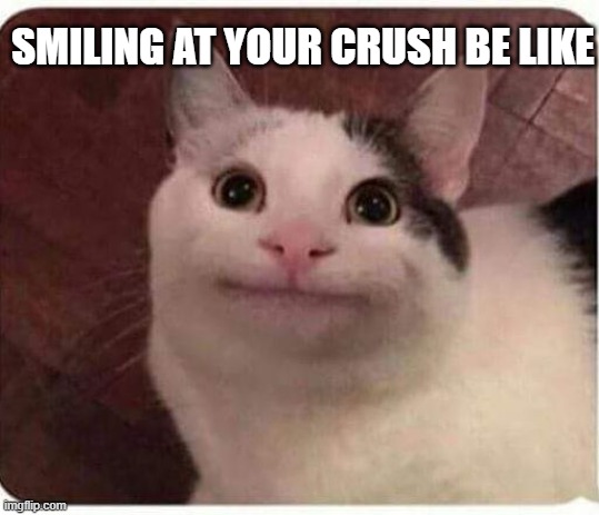 Polite Cat | SMILING AT YOUR CRUSH BE LIKE | image tagged in polite cat | made w/ Imgflip meme maker