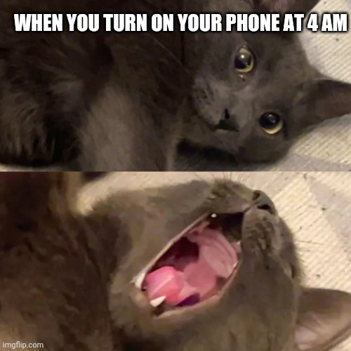 So bright! |  WHEN YOU TURN ON YOUR PHONE AT 4 AM | image tagged in screaming cat | made w/ Imgflip meme maker