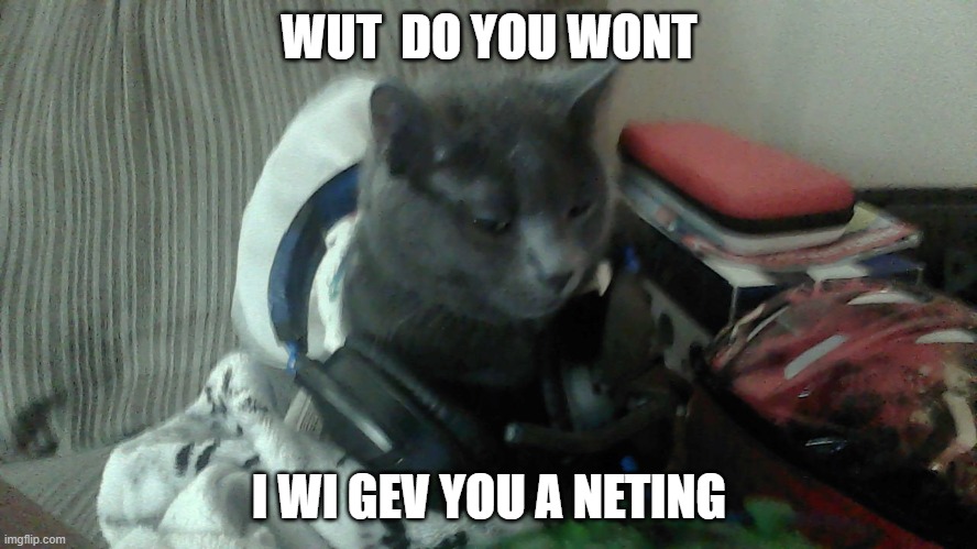 PLES STOP Reshiram | WUT  DO YOU WONT; I WI GEV YOU A NETING | image tagged in angry gamer cat | made w/ Imgflip meme maker