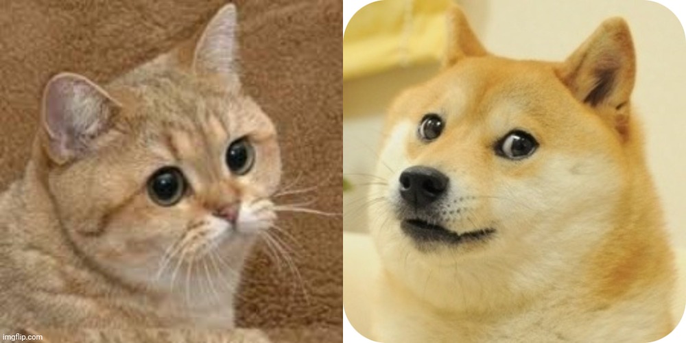 cate vs doge Blank Meme Template