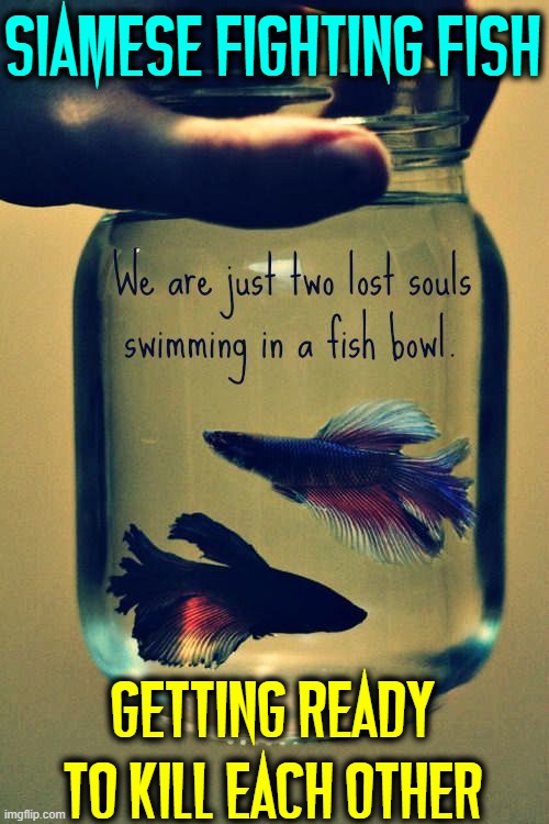 Our Love: Online and in Reality | SIAMESE FIGHTING FISH; GETTING READY TO KILL EACH OTHER | image tagged in vince vance,relationships,siamese fighting fish,memes,lost souls,in love | made w/ Imgflip meme maker