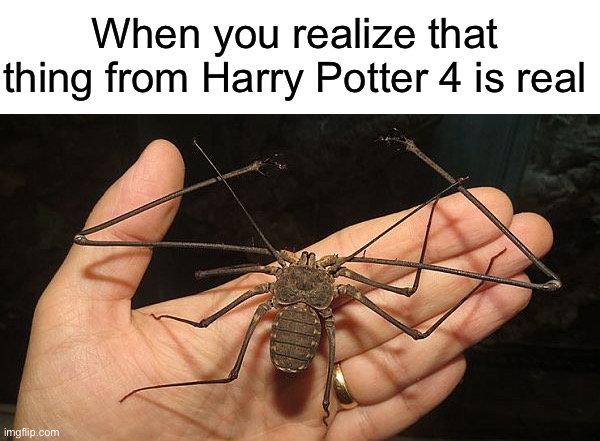 It’s called a Tailless Whip Scorpion | When you realize that thing from Harry Potter 4 is real | image tagged in funny,harry potter,scorpion | made w/ Imgflip meme maker