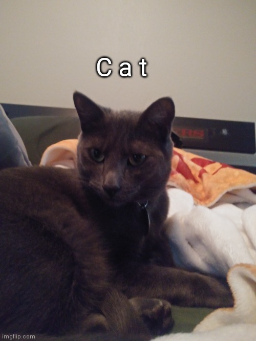 C a t | made w/ Imgflip meme maker