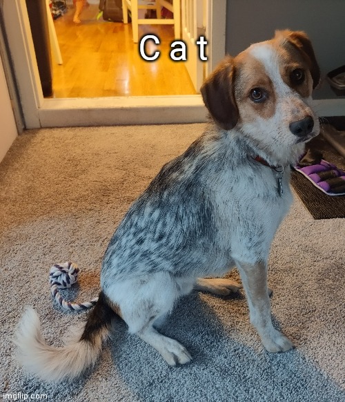 C a t | made w/ Imgflip meme maker