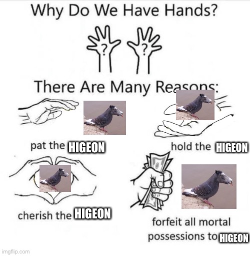Why Do We Have Hands | HIGEON; HIGEON; HIGEON; HIGEON | image tagged in why do we have hands | made w/ Imgflip meme maker