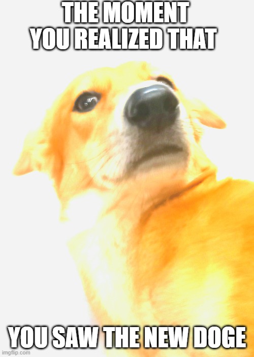 doge | THE MOMENT YOU REALIZED THAT; YOU SAW THE NEW DOGE | image tagged in dog,fun,funny | made w/ Imgflip meme maker