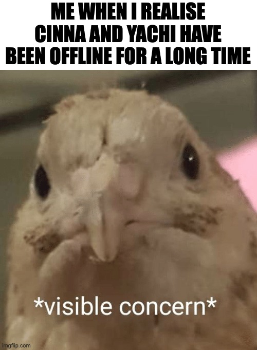 visible concern bird | ME WHEN I REALISE CINNA AND YACHI HAVE BEEN OFFLINE FOR A LONG TIME | image tagged in visible concern bird | made w/ Imgflip meme maker