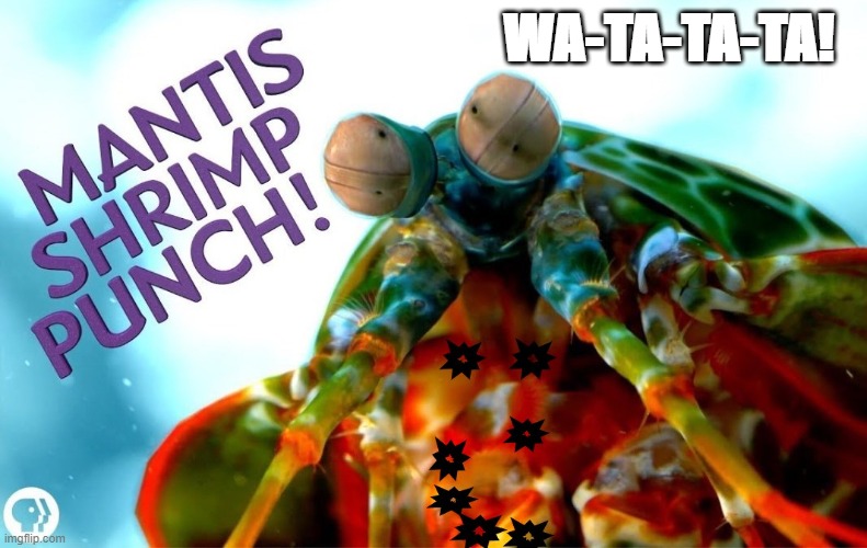 Mantis Shrimp Fist of the North Star! | WA-TA-TA-TA! | image tagged in mantis shrimp,fist of the north star,kenshiro | made w/ Imgflip meme maker