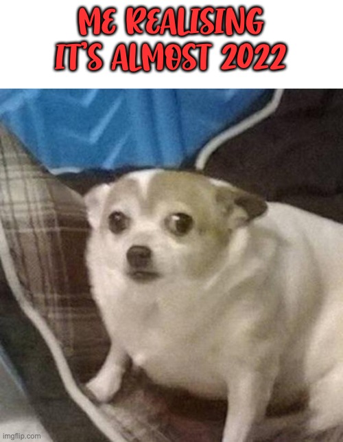 ME REALISING IT'S ALMOST 2022 | image tagged in dog,pog,schmog | made w/ Imgflip meme maker