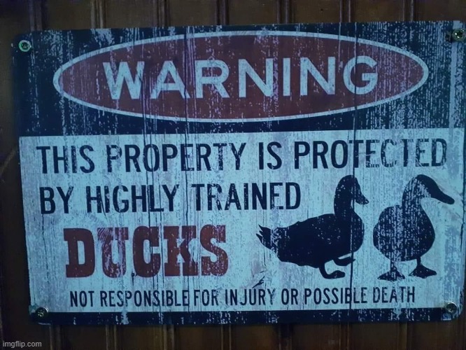 ducks | made w/ Imgflip meme maker