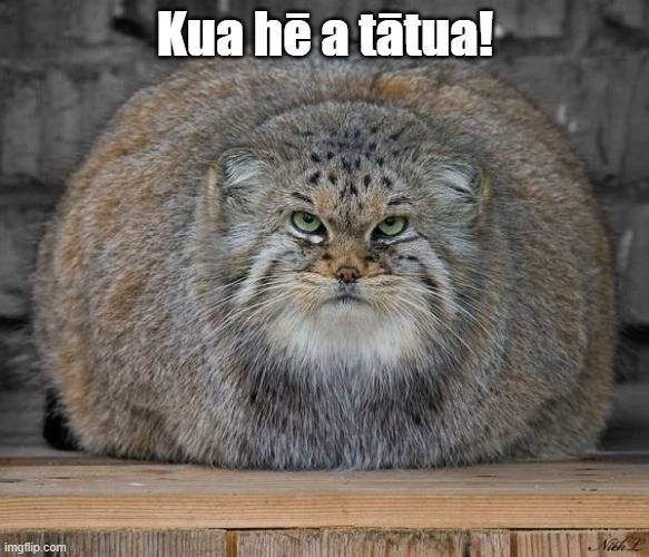 Fat Cats Exercise | Kua hē a tātua! | image tagged in fat cats exercise | made w/ Imgflip meme maker
