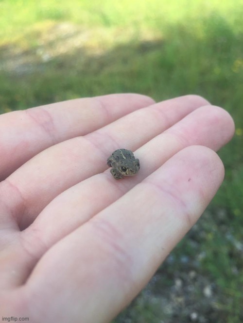 frog | made w/ Imgflip meme maker