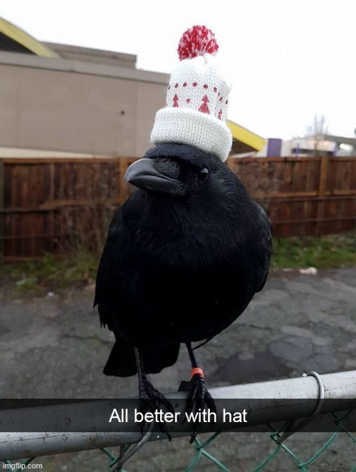 hat | made w/ Imgflip meme maker