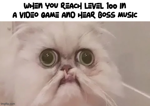 Oh no... | WHEN YOU REACH LEVEL 100 IN A VIDEO GAME AND HEAR BOSS MUSIC | image tagged in cat,scared cat,trauma cat | made w/ Imgflip meme maker