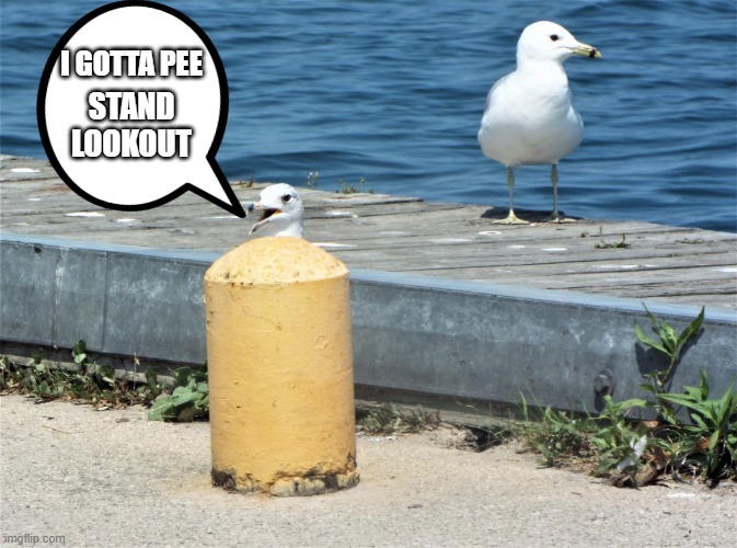 Pee Gull | STAND LOOKOUT; I GOTTA PEE | image tagged in pee gull,seagulls,birds | made w/ Imgflip meme maker