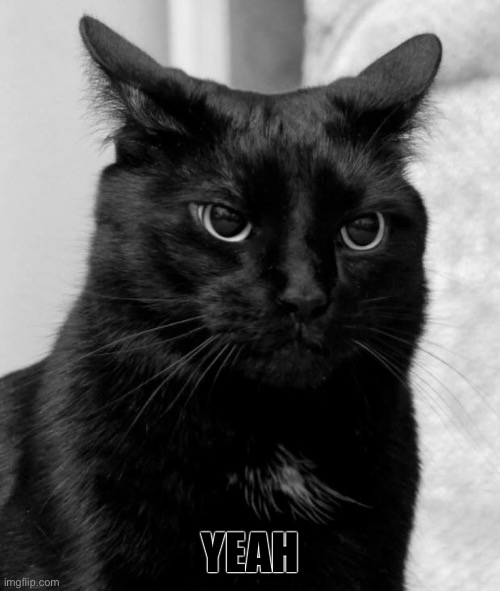 Black cat pissed | YEAH | image tagged in black cat pissed | made w/ Imgflip meme maker
