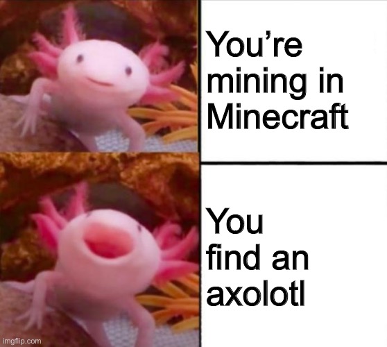 I always have a bucket for them when I go mining :P | You’re mining in Minecraft; You find an axolotl | image tagged in axolotl drake,axolotl | made w/ Imgflip meme maker