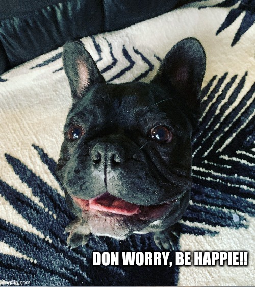 DON WORRY, BE HAPPIE!! | image tagged in frenchies,dogs,memes,funny | made w/ Imgflip meme maker
