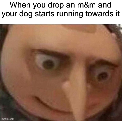 Do not give chocolate to your dogs | When you drop an m&m and your dog starts running towards it | image tagged in gru meme,memes,funny,gifs,barney will eat all of your delectable biscuits | made w/ Imgflip meme maker