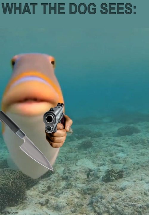 WHAT THE DOG SEES: | image tagged in staring fish | made w/ Imgflip meme maker