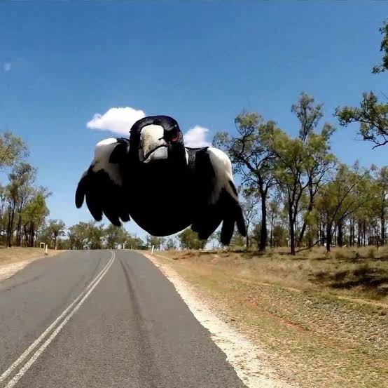 Magpie Season Blank Meme Template