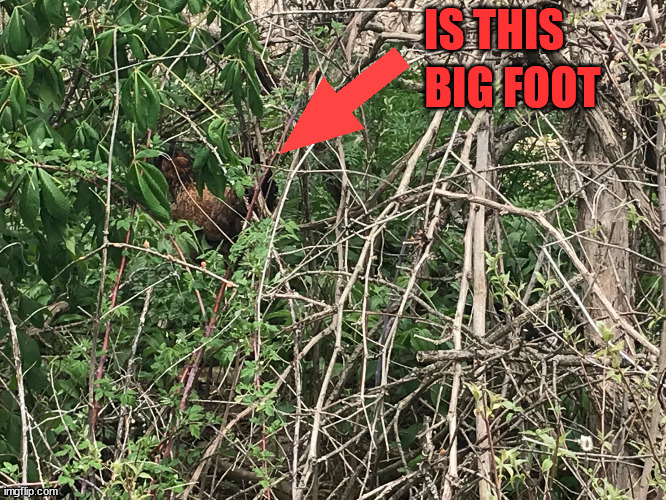 IS THIS; BIG FOOT | made w/ Imgflip meme maker