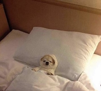 High Quality Dog in bed sleeping Blank Meme Template