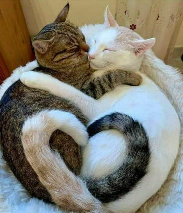 Cat hugs love zen Blank Meme Template