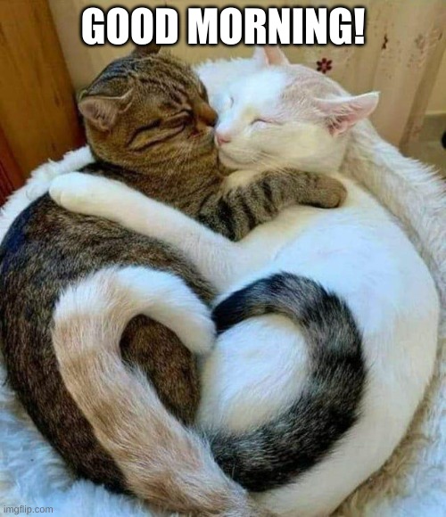 Good Morning cats | GOOD MORNING! | image tagged in cat hugs love zen,cat,kitten,good morning,happy,cute | made w/ Imgflip meme maker