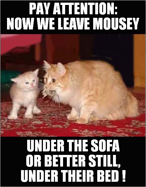 Kittens Life Lesson ! | PAY ATTENTION: NOW WE LEAVE MOUSEY; UNDER THE SOFA OR BETTER STILL, UNDER THEIR BED ! | image tagged in cats,kitten,life lessons,mouse | made w/ Imgflip meme maker