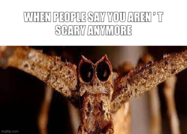Orge Spider | image tagged in meme,spider,idontknowanymore | made w/ Imgflip meme maker