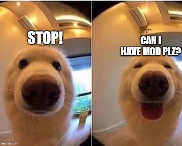 wholesome doggo | STOP! CAN I HAVE MOD PLZ? | image tagged in wholesome doggo | made w/ Imgflip meme maker