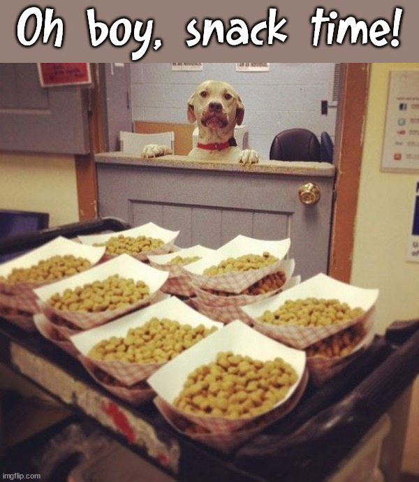 Oh boy, snack time! | image tagged in dogs | made w/ Imgflip meme maker