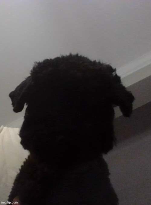 doggo | made w/ Imgflip meme maker