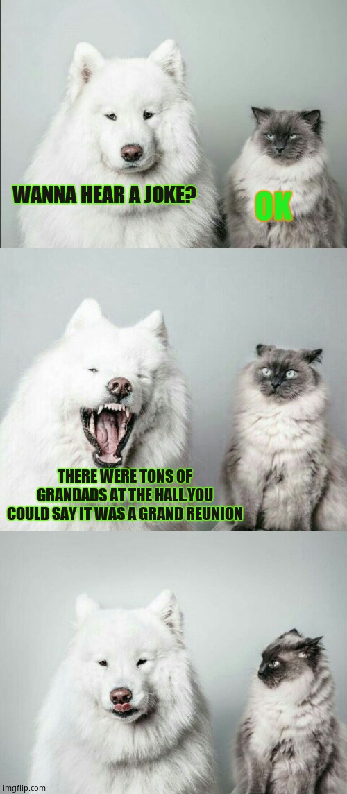 bad joke dog cat | OK; WANNA HEAR A JOKE? THERE WERE TONS OF GRANDADS AT THE HALL.YOU COULD SAY IT WAS A GRAND REUNION | image tagged in bad joke dog cat,dog memes | made w/ Imgflip meme maker