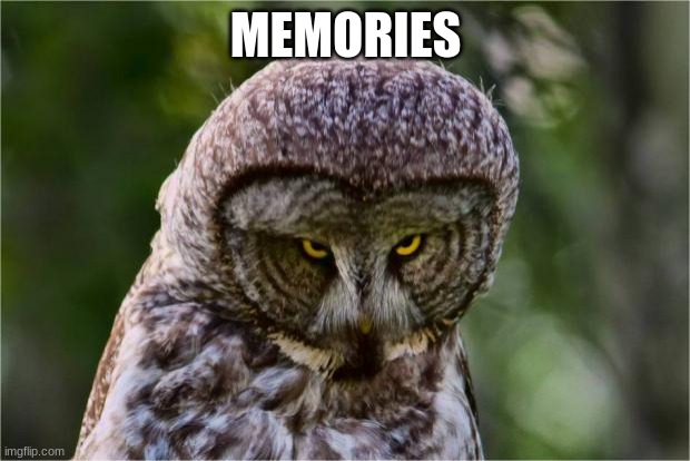 Seriously Owl | MEMORIES | image tagged in seriously owl | made w/ Imgflip meme maker