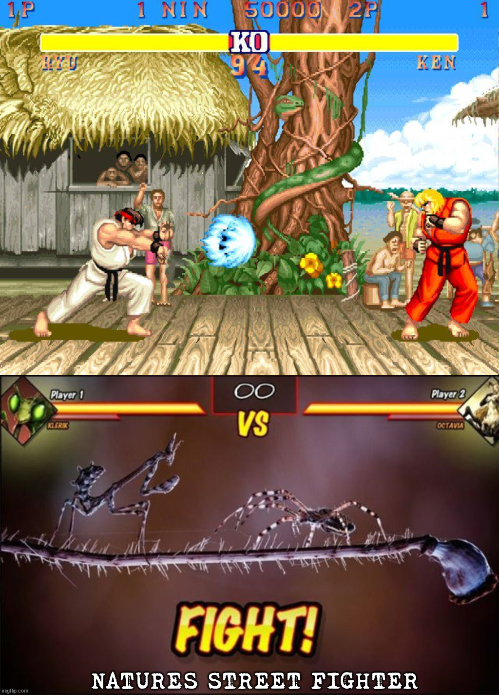This would be a interesting | NATURES STREET FIGHTER | image tagged in street fighter 2 | made w/ Imgflip meme maker