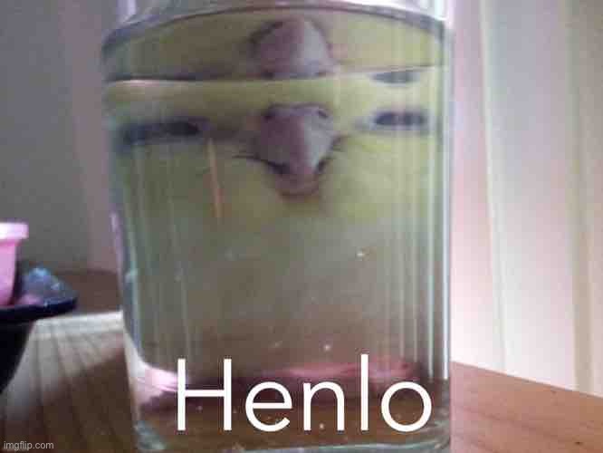Henlo birb | image tagged in henlo birb | made w/ Imgflip meme maker