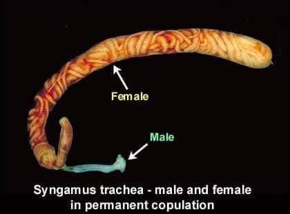 High Quality Syngamus trachea Sex male and female Blank Meme Template