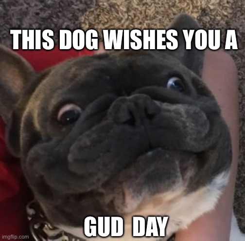 THIS DOG WISHES YOU A; GUD  DAY | image tagged in funny dog memes | made w/ Imgflip meme maker