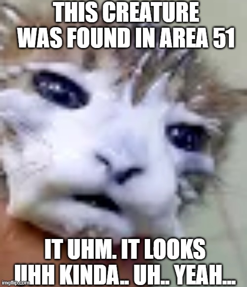 Milky The Cat | THIS CREATURE WAS FOUND IN AREA 51; IT UHM. IT LOOKS UHH KINDA.. UH.. YEAH... | image tagged in cats,fun,funny,memes,meme,milk | made w/ Imgflip meme maker