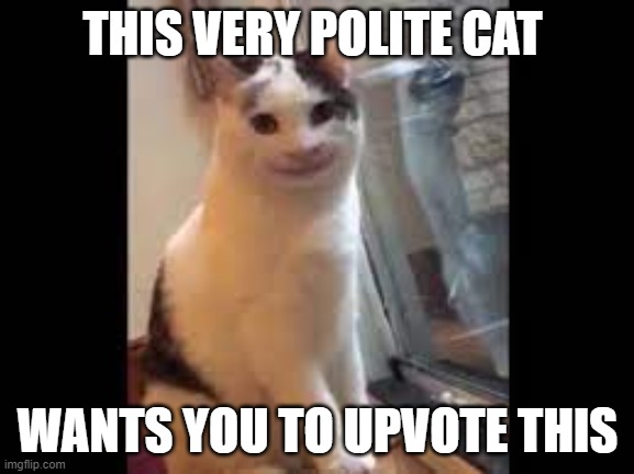 very polite | THIS VERY POLITE CAT; WANTS YOU TO UPVOTE THIS | image tagged in cat | made w/ Imgflip meme maker