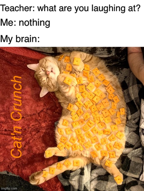 Cat'n Crunch | image tagged in teacher what are you laughing at,cat n crackers | made w/ Imgflip meme maker