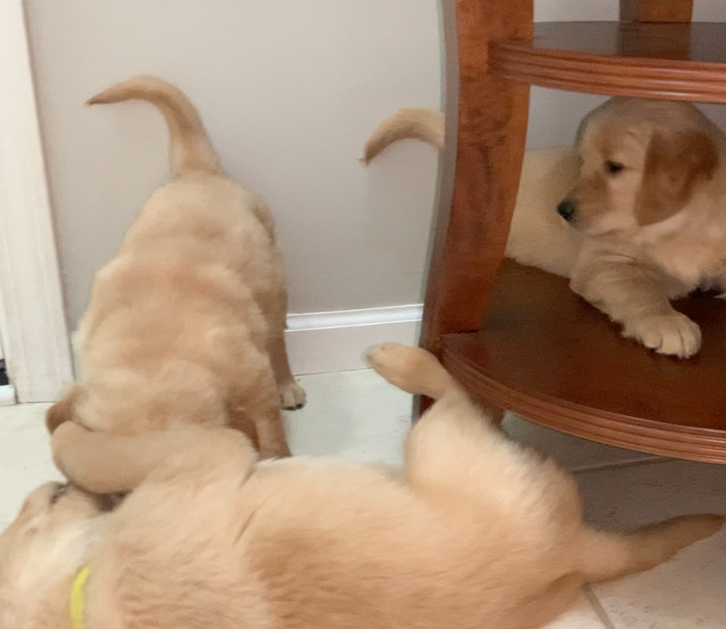 High Quality Puppy Vs Puppy Blank Meme Template