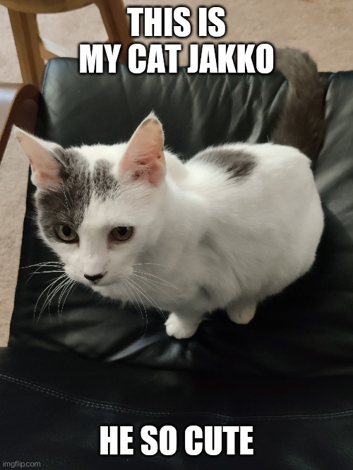 HE SO CUTEEEEE | THIS IS MY CAT JAKKO; HE SO CUTE | image tagged in cat | made w/ Imgflip meme maker