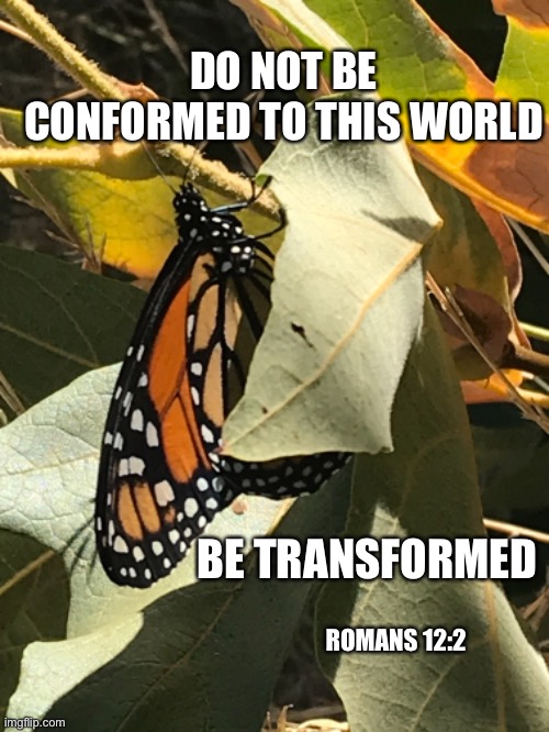 Do not be conformed | DO NOT BE CONFORMED TO THIS WORLD; BE TRANSFORMED; ROMANS 12:2 | image tagged in butterfly,monarch,romans,bible verse,transformations | made w/ Imgflip meme maker