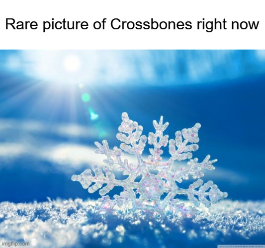 snowflake | Rare picture of Crossbones right now | image tagged in snowflake | made w/ Imgflip meme maker